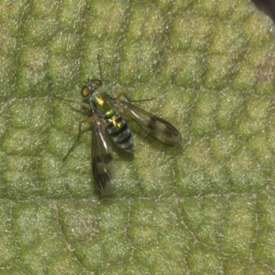 Dolichopodidae (family) (Unidentified Long-legged fly) at ANBG - 14 Mar 2019 by Alison Milton