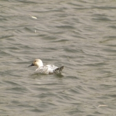 Anas platyrhynchos (Mallard (Domestic Type)) at Lake Burley Griffin West - 12 Feb 2019 by Valerate