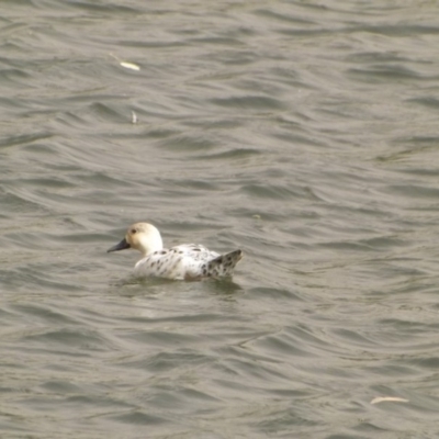 Anas platyrhynchos (Mallard (Domestic Type)) at Yarralumla, ACT - 12 Feb 2019 by Valerate