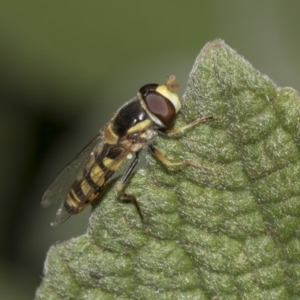 Simosyrphus grandicornis at Acton, ACT - 15 Mar 2019