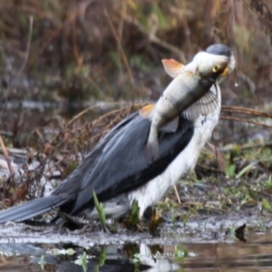 Perca fluviatilis at Fadden, ACT - 10 Jul 2015