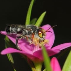 Megachile aurifrons (Golden-browed Resin Bee) at ANBG - 14 Mar 2019 by TimL