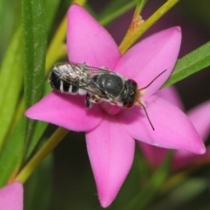 Megachile aurifrons at Acton, ACT - 14 Mar 2019 02:00 PM