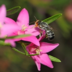 Megachile aurifrons at Acton, ACT - 14 Mar 2019