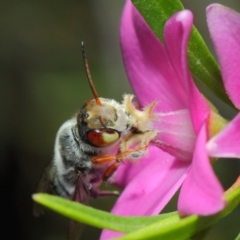 Megachile aurifrons at Acton, ACT - 14 Mar 2019 02:00 PM