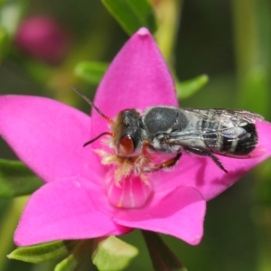 Megachile aurifrons at Acton, ACT - 14 Mar 2019 02:00 PM