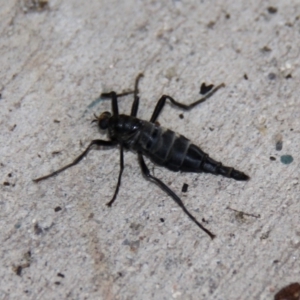 Boreoides subulatus at Kambah, ACT - 26 Apr 2015 01:17 PM