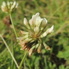 Trifolium repens (White Clover) at Banks, ACT - 16 Feb 2019 by michaelb