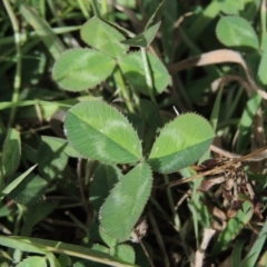 Trifolium repens at Banks, ACT - 16 Feb 2019 06:20 PM