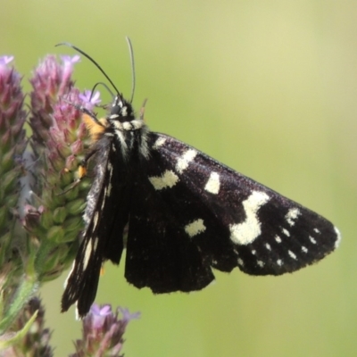 Phalaenoides tristifica (Willow-herb Day-moth) at Rob Roy Range - 16 Feb 2019 by michaelb