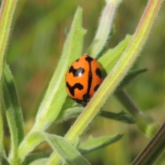 Coccinella transversalis (Transverse Ladybird) at Rob Roy Range - 16 Feb 2019 by michaelb