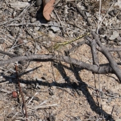Orthetrum caledonicum (Blue Skimmer) at Red Hill to Yarralumla Creek - 15 Mar 2019 by JackyF