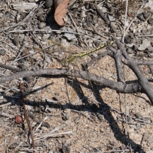 Orthetrum caledonicum at Deakin, ACT - 15 Mar 2019 02:00 PM