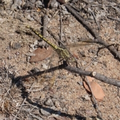 Orthetrum caledonicum at Deakin, ACT - 15 Mar 2019 02:00 PM