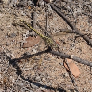 Orthetrum caledonicum at Deakin, ACT - 15 Mar 2019