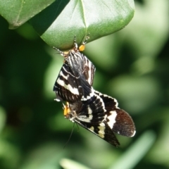Phalaenoides glycinae (Grapevine Moth) at Hughes, ACT - 15 Mar 2019 by JackyF