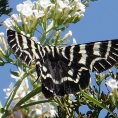 Comocrus behri (Mistletoe Day Moth) at Hughes, ACT - 15 Mar 2019 by JackyF