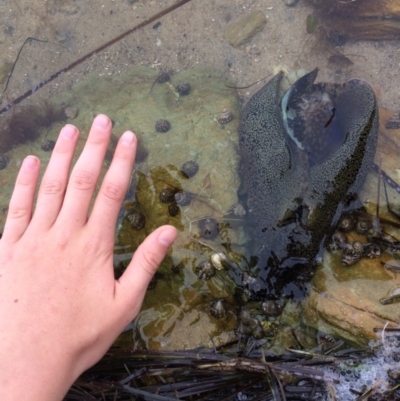 Aplysia sp. (Sea Hare) at Bermagui, NSW - 14 Mar 2019 by LokiLambert