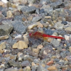 Diplacodes haematodes (Scarlet Percher) at Coree, ACT - 16 Mar 2019 by SandraH