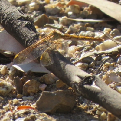 Diplacodes haematodes (Scarlet Percher) at Coree, ACT - 16 Mar 2019 by SandraH