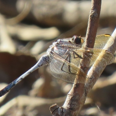 Orthetrum caledonicum (Blue Skimmer) at Woodstock Nature Reserve - 15 Mar 2019 by SandraH