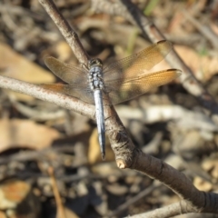 Orthetrum caledonicum at Coree, ACT - 16 Mar 2019 12:00 AM