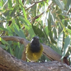 Nesoptilotis leucotis (White-eared Honeyeater) at Carwoola, NSW - 16 Mar 2019 by KumikoCallaway