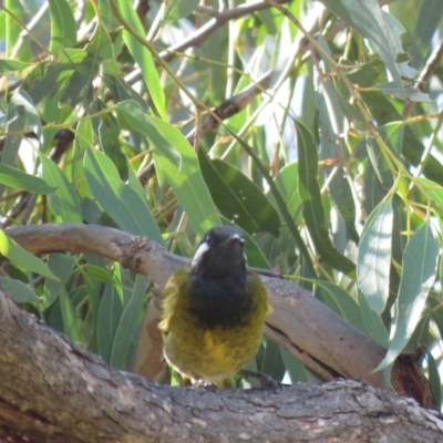 Nesoptilotis leucotis (White-eared Honeyeater) at Carwoola, NSW - 16 Mar 2019 by KumikoCallaway