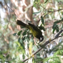 Nesoptilotis leucotis at Carwoola, NSW - 16 Mar 2019 10:24 AM