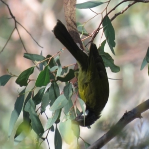 Nesoptilotis leucotis at Carwoola, NSW - 16 Mar 2019 10:24 AM