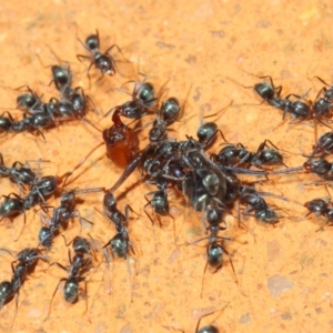 Iridomyrmex rufoniger at Hackett, ACT - 8 Mar 2019 12:54 PM