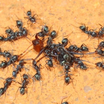 Iridomyrmex rufoniger (Tufted Tyrant Ant) at Hackett, ACT - 8 Mar 2019 by TimL