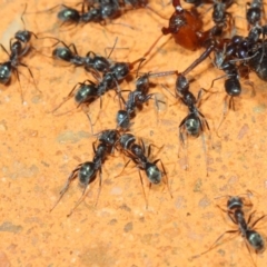 Iridomyrmex rufoniger at Hackett, ACT - 8 Mar 2019