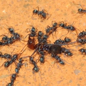 Iridomyrmex rufoniger at Hackett, ACT - 8 Mar 2019