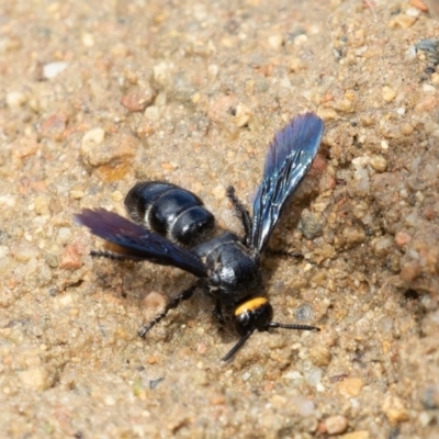 Scolia (Discolia) verticalis (Yellow-headed hairy flower wasp) at ANBG - 16 Mar 2019 by rawshorty