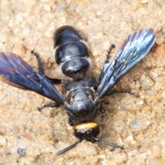 Scolia (Discolia) verticalis at Acton, ACT - 16 Mar 2019 11:57 AM