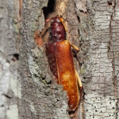 Cerambycidae (family) (Longhorn beetle) at Booth, ACT - 11 Mar 2019 by TimL