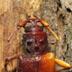 Cerambycidae (family) at Booth, ACT - 11 Mar 2019