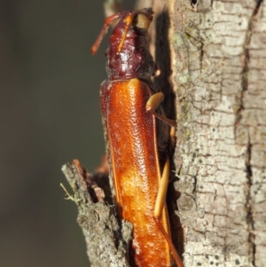 Cerambycidae (family) at Booth, ACT - 11 Mar 2019