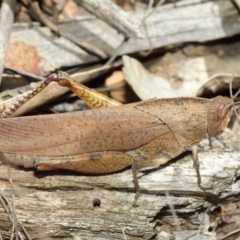 Goniaea australasiae (Gumleaf grasshopper) at Namadgi National Park - 11 Mar 2019 by TimL