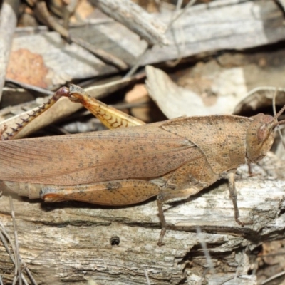 Goniaea australasiae (Gumleaf grasshopper) at Booth, ACT - 11 Mar 2019 by TimL