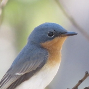 Myiagra rubecula at Carwoola, NSW - 16 Mar 2019 10:25 AM