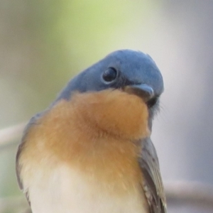 Myiagra rubecula at Carwoola, NSW - 16 Mar 2019 10:25 AM