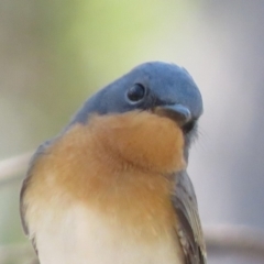 Myiagra rubecula at Carwoola, NSW - 16 Mar 2019