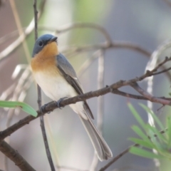 Myiagra rubecula at Carwoola, NSW - 16 Mar 2019 10:25 AM