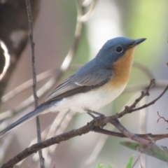 Myiagra rubecula at Carwoola, NSW - 16 Mar 2019 10:25 AM