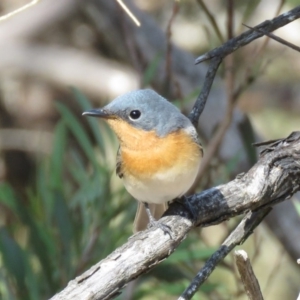 Myiagra rubecula at Carwoola, NSW - 16 Mar 2019 10:25 AM