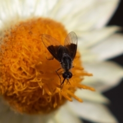 Geron nigralis (Slender bee fly) at ANBG - 16 Mar 2019 by rawshorty