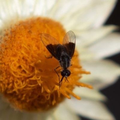 Geron nigralis (Slender bee fly) at ANBG - 16 Mar 2019 by rawshorty