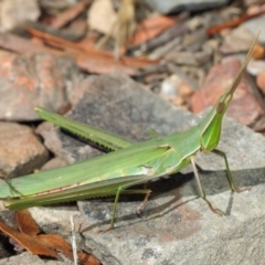 Acrida conica (Giant green slantface) at Namadgi National Park - 11 Mar 2019 by TimL